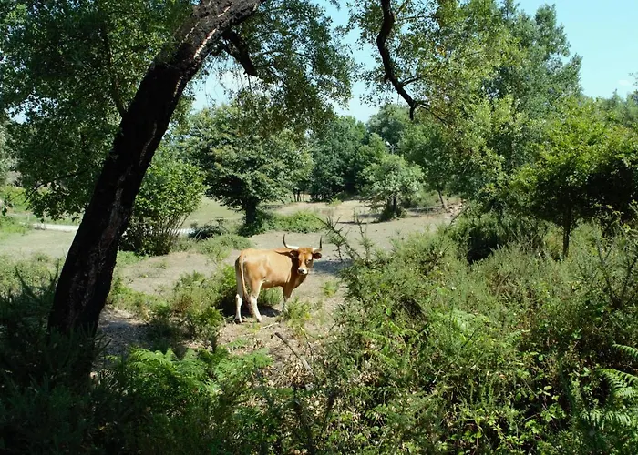 Quinta Castanheira Santa Comba Dao